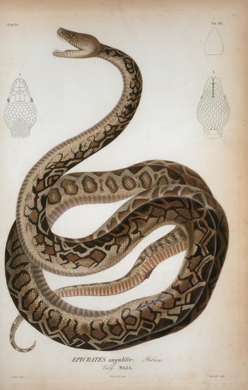 Epicrates angulifer, Bibron, vulg. maja., Digital ID 414646, New York Public Library