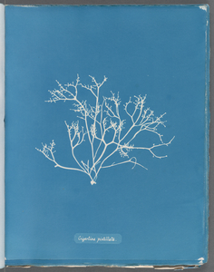 Gigartina pistillata. Digital ID: 419515. New York Public Library