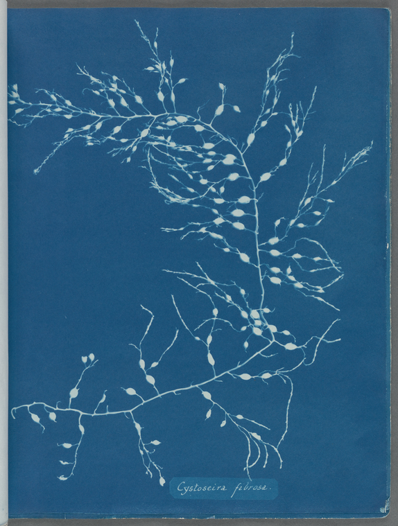 Cystoseira fibrosa., Digital ID 419703, New York Public Library