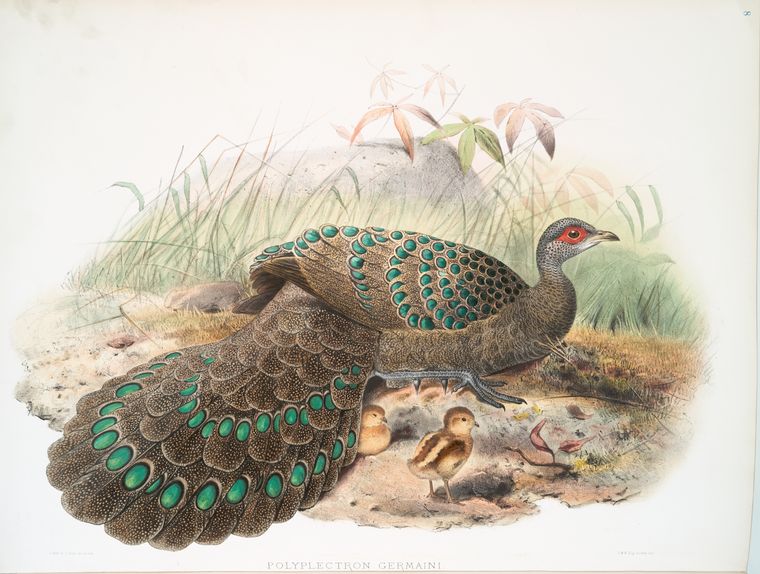 Polyplectron Germaini., Digital ID 465840, New York Public Library