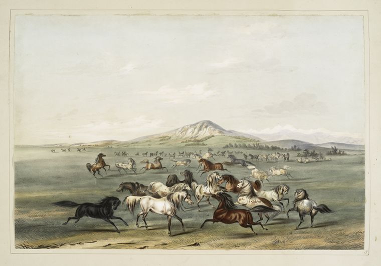 Wild horses, at play., Digital ID 466209, New York Public Library