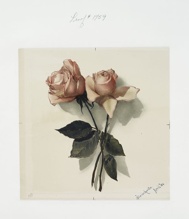 A print depicting two pink roses., Digital ID 486091, New York Public Library