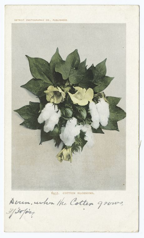 Cotton Blossoms, South, Digital ID 63135, New York Public Library