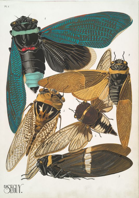 1. Tacua speciosa, Indes; 2. Polyneura ducalis, Indes orientales; 3. Cicada saccata, Australie; 4. Cicada fascialis, Siam; 5. Tozena melanoptera, Indes orientales, Digital ID 73746, New York Public Library