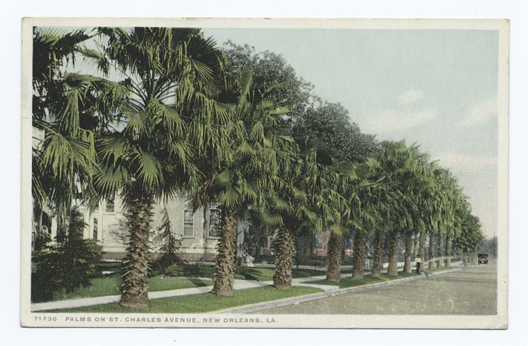 Palms on St. Charles Avenue, New Orleans, La., Digital ID 74360, New York Public Library