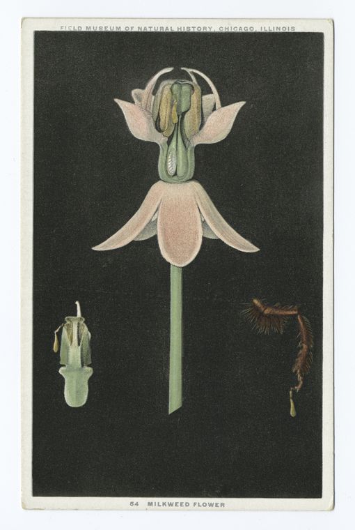 Milkweed Flower, Field Museum of Natural History, Chicago, Illinois, Digital ID 79268, New York Public Library