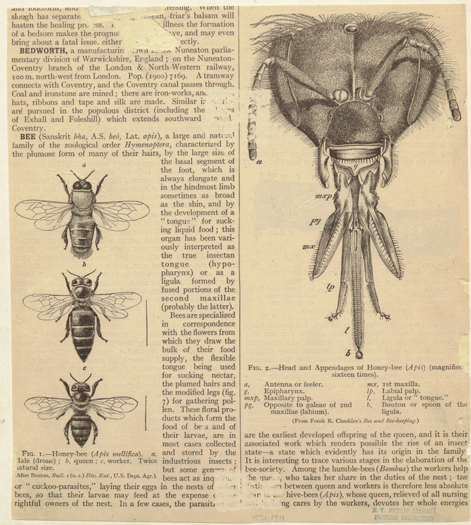 Honey-Bee (Apis Mellifica) ; Head And Appendages Of Honey-Bee (Apis) (Magnified Sixteen Times).,Head and appendages of honey-bee (Apis) (magnified sixteen times)., Digital ID 806365, New York Public Library