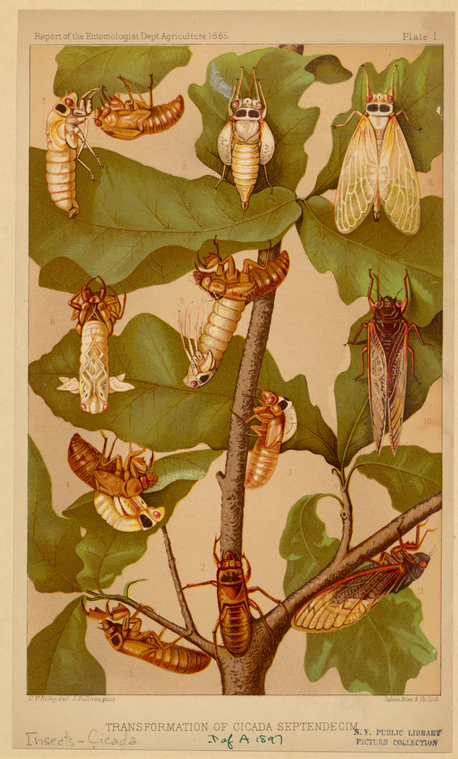 Transformation Of Cicada Septendecim., Digital ID 806463, New York Public Library