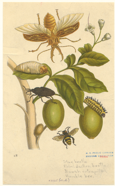 [Insects On Olive Tree.], Digital ID 806471, New York Public Library