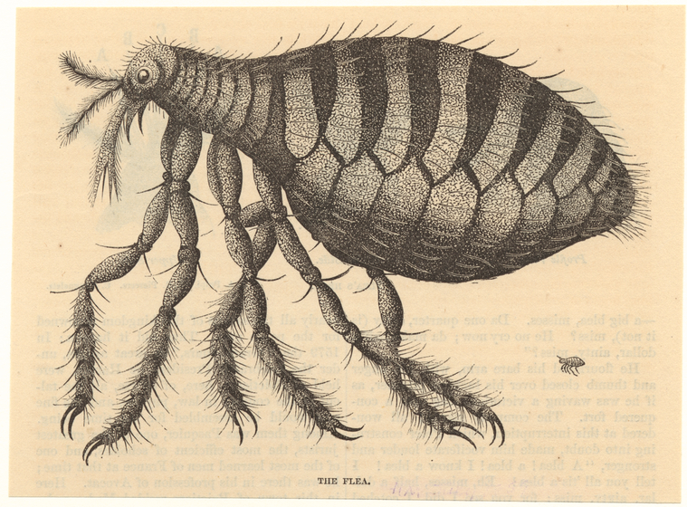 The Flea., Digital ID 806491, New York Public Library