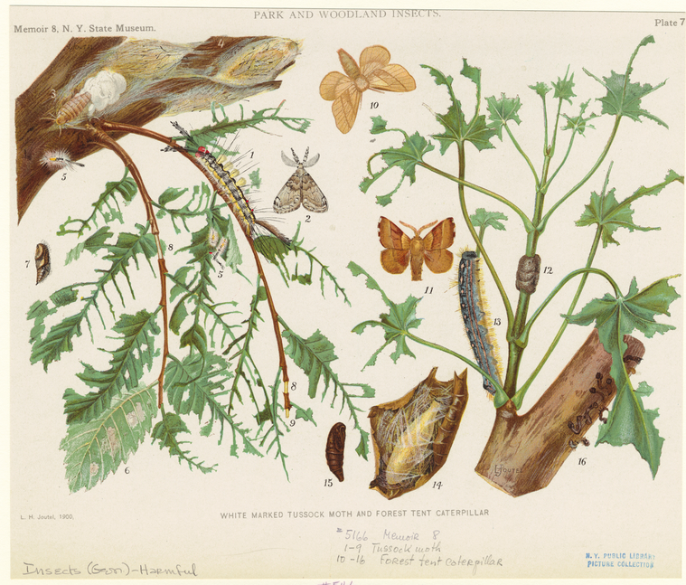 White marked tussock moth and forest tent caterpillar.,Park and woodland insects. White marked tussock moth and forest tent caterpillar., Digital ID 806562, New York Public Library