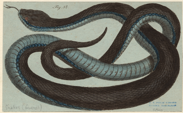 [Python.], Digital ID 807518, New York Public Library