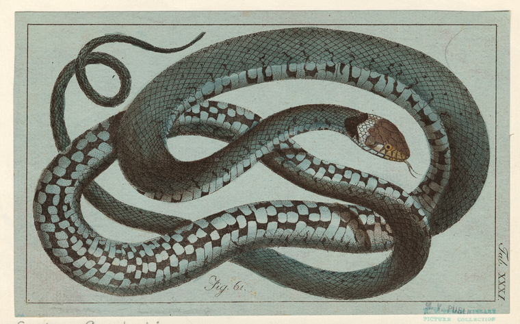 [Coachwhip Snake.], Digital ID 807551, New York Public Library