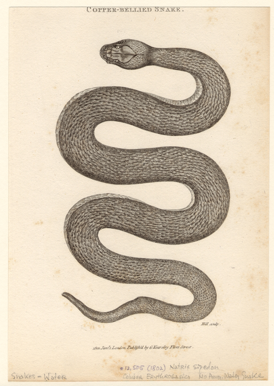 Copper-Bellied Snake., Digital ID 807697, New York Public Library