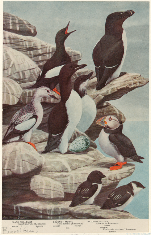 Black Guillemot ; Brünnich Murre ; Razor-Billed Auk ; Puffin., Digital ID 820103, New York Public Library