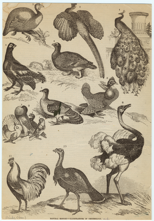  Illustrations Of Ornithology., Digital ID 820156, New York Public Library