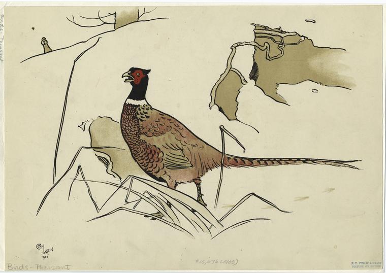 [Pheasant.], Digital ID 821290, New York Public Library