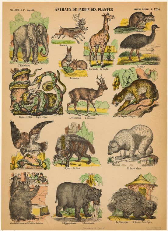 Animaux Du Jardin Des Plantes., Digital ID 821832, New York Public Library