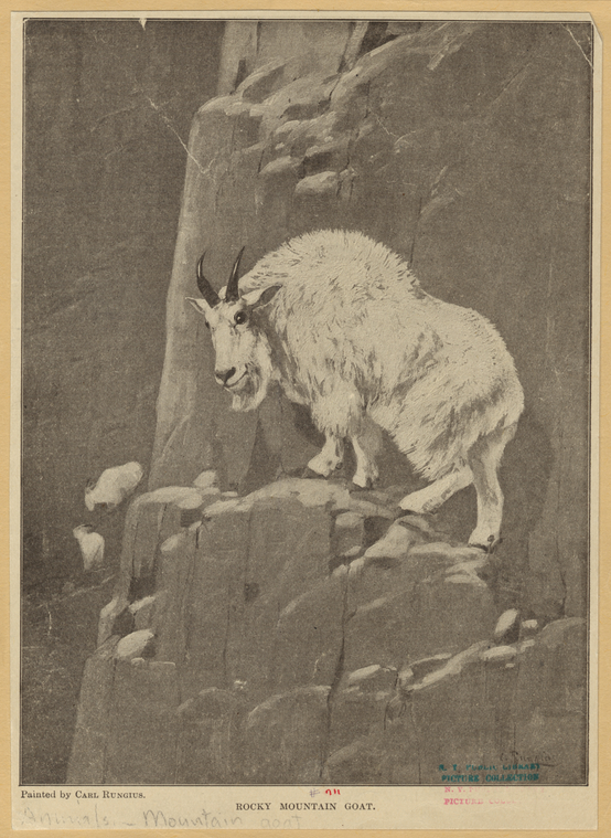 Rocky Mountain Goat., Digital ID 823096, New York Public Library