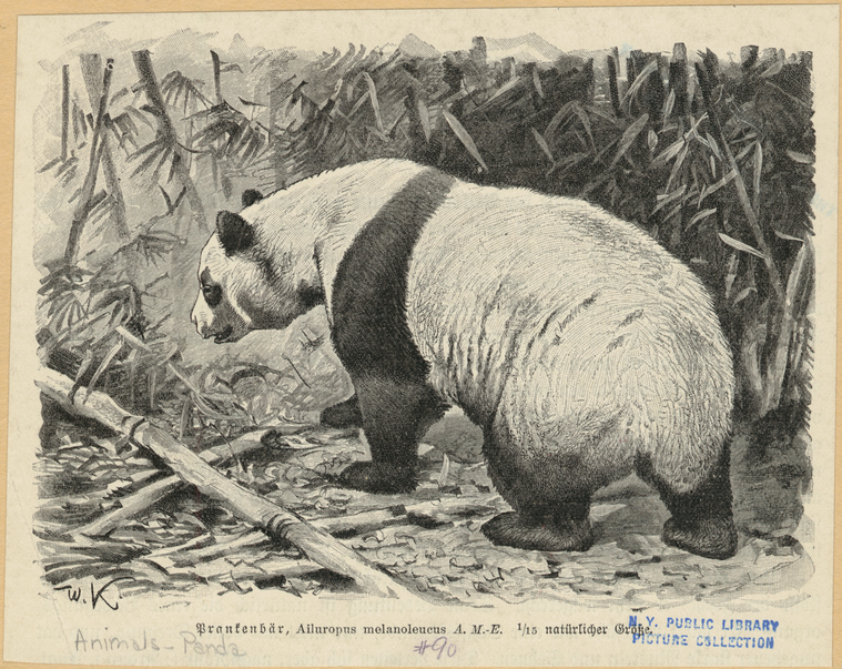 Prankenbär, Ailuropus Melanoleucus., Digital ID 823245, New York Public Library