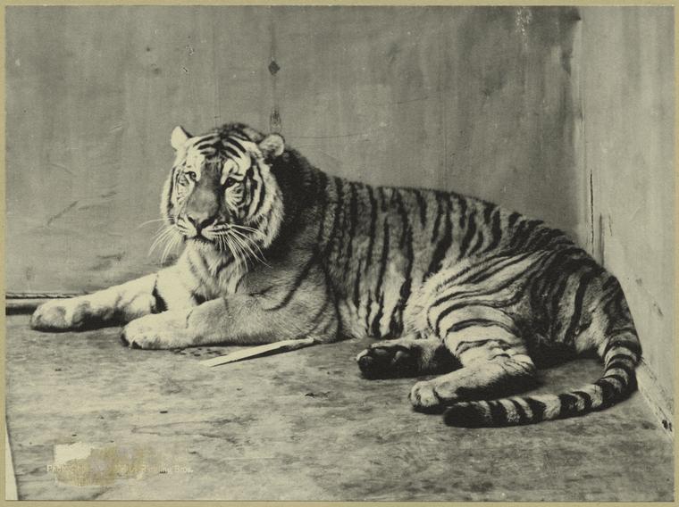 [Tiger.], Digital ID 823725, New York Public Library