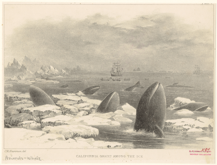 California Grays Among The Ice., Digital ID 823815, New York Public Library