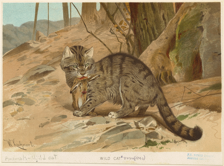 Wild Cat., Digital ID 823853, New York Public Library