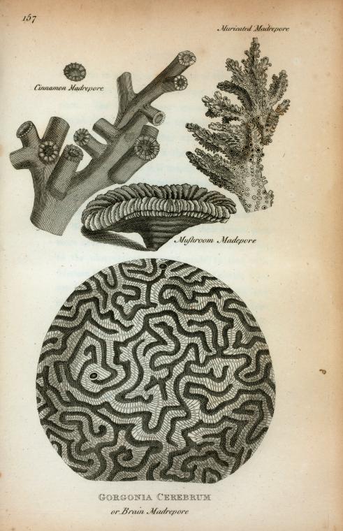 Cinnamon Madrepore; Muricated Madrepore; Mushroom Madrepore; Gorgonia Cerebrum or Brain Madrepore., Digital ID T000843, New York Public Library