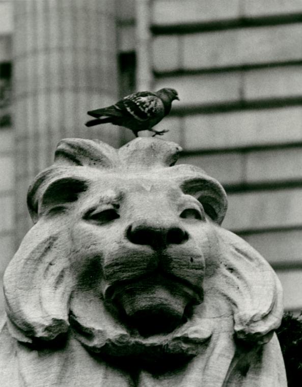 "Pigeon on New York Public Library." , Digital ID ps_ar_65, New York Public Library