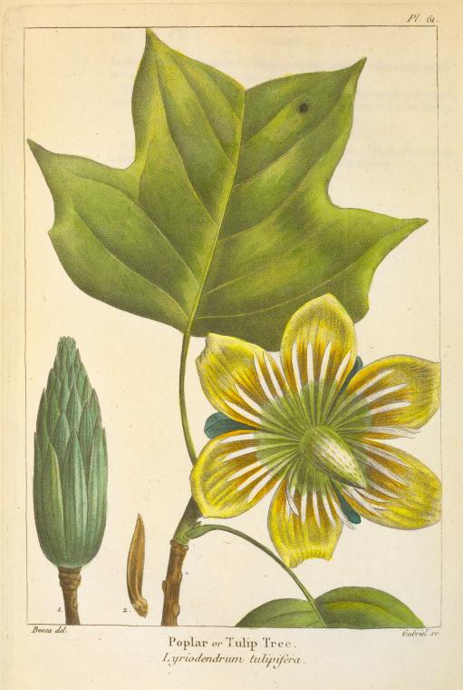 Poplar or Tulip Tree (Lyriodendrum tulipifera). - NYPL Digital Collections