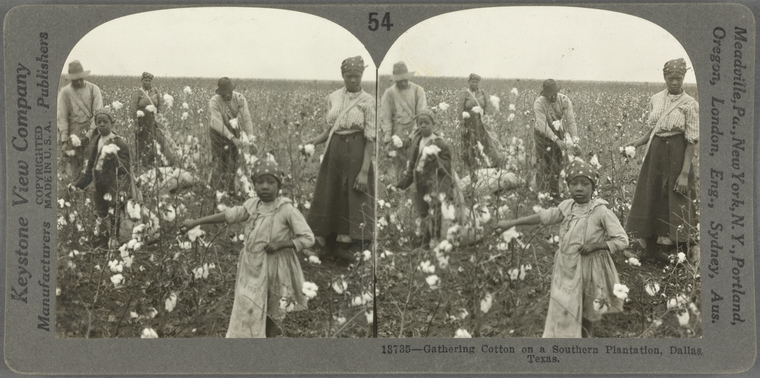 cotton plantations today