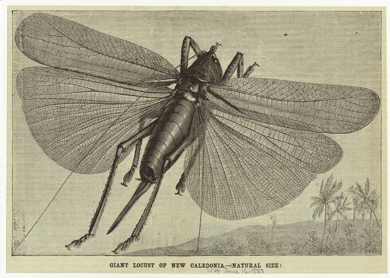Locusta (Rutidoderes) Dux. - NYPL Digital Collections