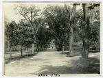 "The Long Path," Boston Common, celebrated in The Autocrat.