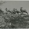 Bighorn Sheep