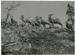 Bighorn Sheep