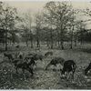 Herd of domesticated Virginia deer belonging to R. H. Harris, Clarksville, Texas