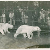 Polar Bears at the National Zoological Gardens, Washington