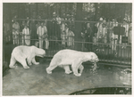 Polar Bears at the National Zoological Gardens, Washington