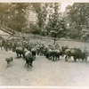 American Bison at the Central Park Zoo, New York
