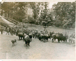 American Bison at the Central Park Zoo, New York