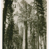 The General Sherman Tree (center) in Sequoia National Park