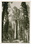 The General Sherman Tree (center) in Sequoia National Park