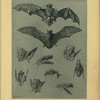 Chauve-souris.