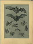 Chauve-souris.