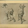 Chèvre.