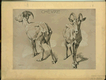 Chèvre.