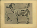 Chèvre.