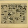Cigogne.