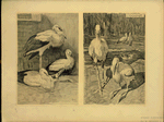 Cigogne.