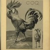Coq.